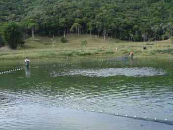 Aprenda a usar corretamente a rede de arrasto na piscicultura 