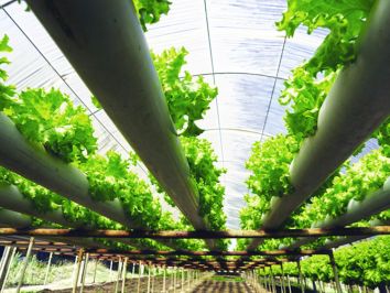 Aquaponia no Brasil – o que futuro nos aguarda?