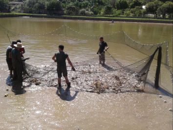 Aumento na produção de peixes - no Paraná