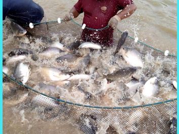 Aumento na produção de peixes - no Paraná