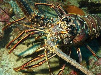 Ceará é líder em faturamento entre estados exportadores de crustáceos e peixes