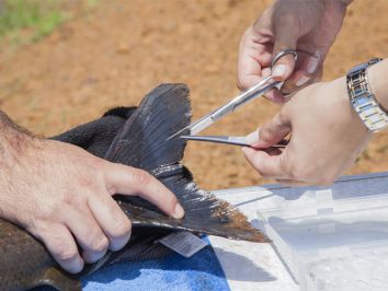 Cientistas sequenciam genoma de peixes brasileiros