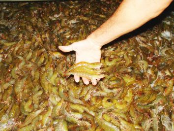 Criação de camarão em cativeiro gera lucros para produtores