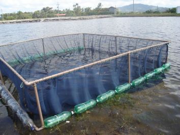 Criação de peixes em cativeiro pode ser uma excelente alternativa de negócio