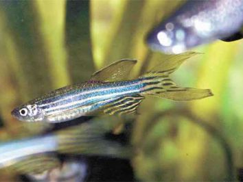 Criação de peixes ornamentais consolida polo mineiro de piscicultura