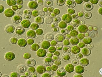 Cultivo de algas e as potencialidades para a produção de biocombustível