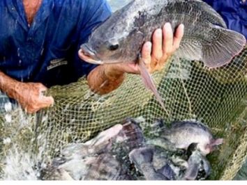 Decreto autoriza produção de peixes exóticos em Mato Grosso