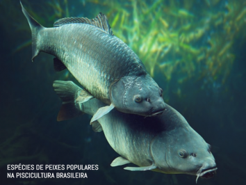 Espécies de peixes populares na piscicultura brasileira 