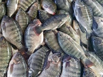 Espécies de peixes populares na piscicultura brasileira - parte 2