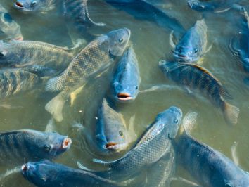 Exportações de peixes de cultivo aumentam 32,8% no 1º trimestre de 2020