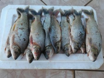 Feira de pescados nos EUA pode gerar US$ 12 mi em negócios para o Brasil