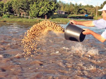 Importância da alimentação dos peixes