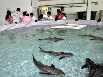 Inaugurado o laboratório de Bijupirá na Praia de Bananal (RJ)