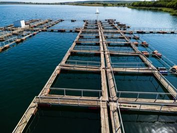 Monocultivo e policultivo: entenda as diferenças da criação de peixes