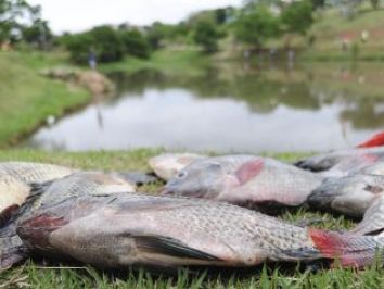 O que é decoada e como pode afetar o cultivo de peixes?