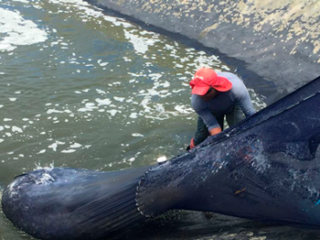 Os melhores peixes para piscicultura no Brasil