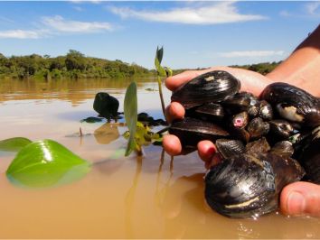 Os moluscos bivalves de água doce do Brasil – Potencial ainda não aproveitado pela aquicultura