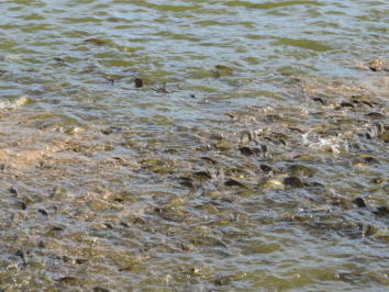 Peixe BR apresenta “Demandas de pesquisas” para Embrapa Pesca e Aquicultura