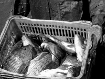 Peixe BR se posiciona sobre a suspensão das exportações para a UE