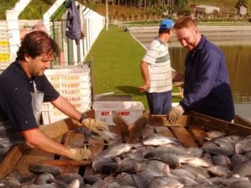 Peixe de Rondônia abastece novos mercados