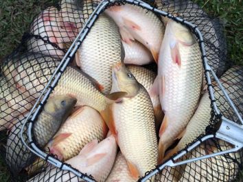 Peixe mais seguro para comer é o da piscicultura