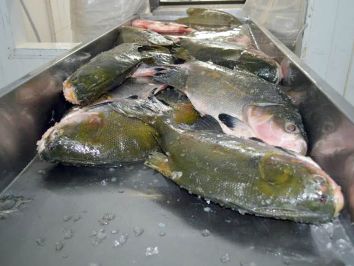 Pescado de Rondônia está em alta