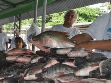 Piscicultores alagoanos comemoram aumento de vendas