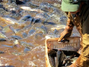 Piscicultura no Paraná – rumo as 100 mil toneladas!