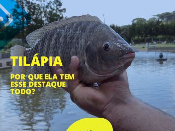 Por que a tilápia ganhou tanto espaço e é hoje um dos peixes favoritos na exportação?