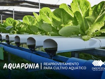 Prática de aquaponia reaproveitamento para cultivo aquático 