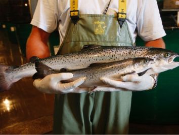 Primeiro salmão geneticamente modificado é vendido no Canadá