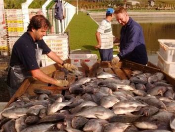 Produção de peixe no Brasil deve crescer 10% este ano