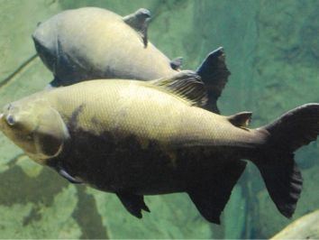 Produção de peixes em Rondônia é expandida com apoio do governo