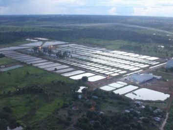 Produtores investem na criação de peixes da espécie Trairão da Amazônia, no interior do ES