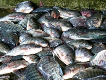 Riqueza rural: Schroeder terá o primeiro abatedouro de peixes da região
