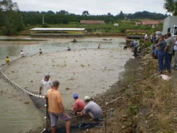 Saiba como conseguir uma licença ambiental para a piscicultura