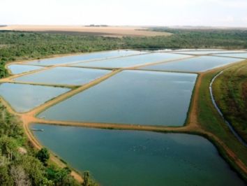 Saiba como funciona o sistema intensivo de criação de peixes 