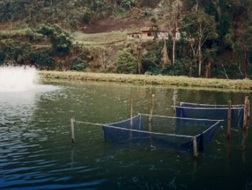 Saiba mais sobre o mercado da pesca em Santa Catarina