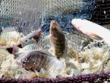 Sebrae e Embrapa lançam maratona para criar aplicativo de gestão na aquicultura