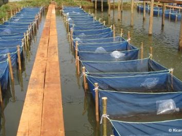 Produção de peixes é abundante em Rondônia, mas emperra na comercialização - Engepesca - Redes para Aquicultura